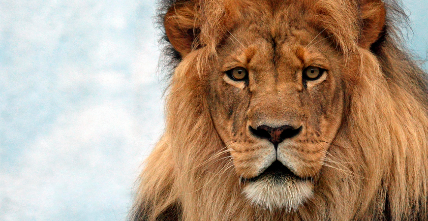 Pessoa fazendo declaração de imposto de renda no computador